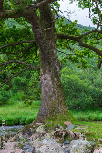 old oak tree