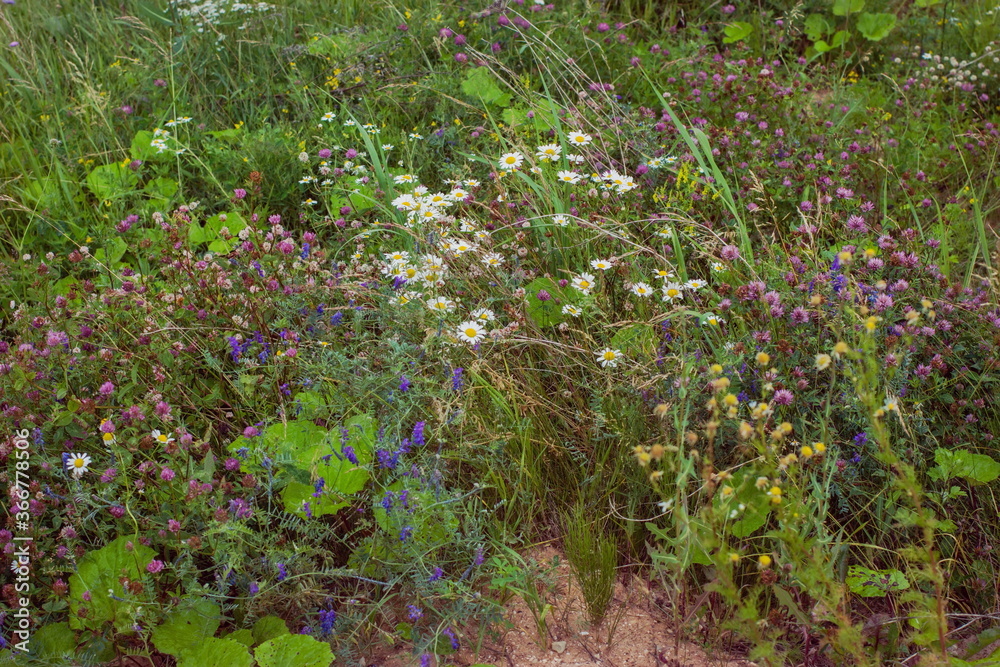 Assorted meadow flowers in a live state