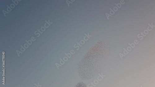 Flock of starlings dancing in the sky. flock of birds forming shapes in the sky. 4k Footage.