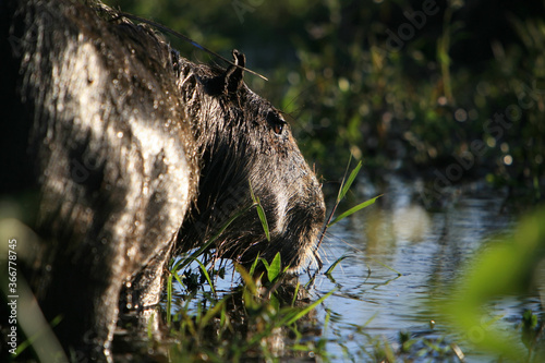 Close-up of a Capybara  Hydrochoerus hydrochaeris   the largest rodent in the world  by the shore of the lake of Esteros del Iber    Corrientes  Argentina.