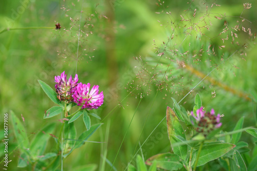 Beautiful forest plants with summer Sunny July day