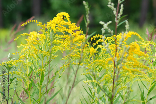 Beautiful forest plants with summer Sunny July day