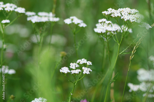 Beautiful forest plants with summer Sunny July day