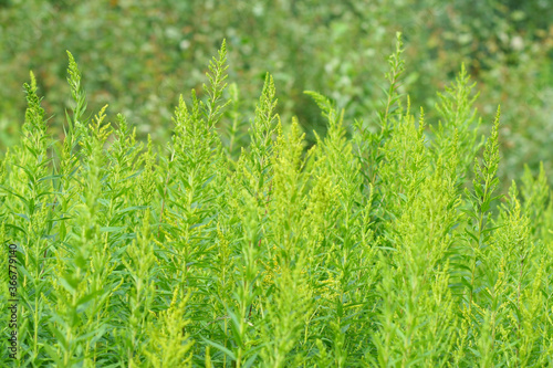 Beautiful forest plants with summer Sunny July day