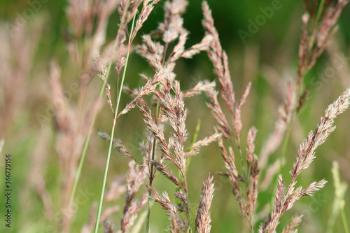 Beautiful forest plants with summer Sunny July day