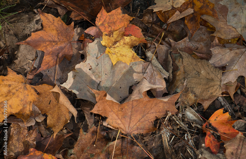 Background of fallen leaves in autumn on the ground in rural Pennsylvania