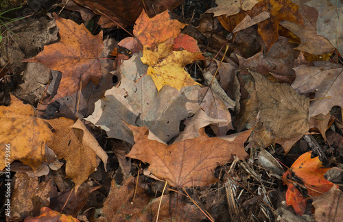 Background of fallen leaves in autumn on the ground in rural Pennsylvania