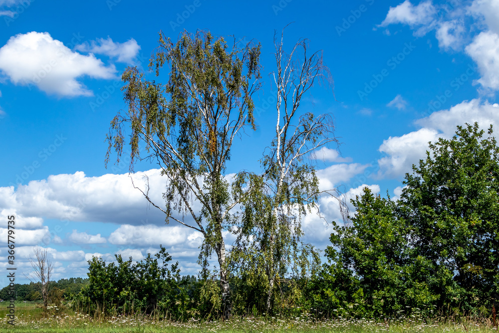 trees in the field