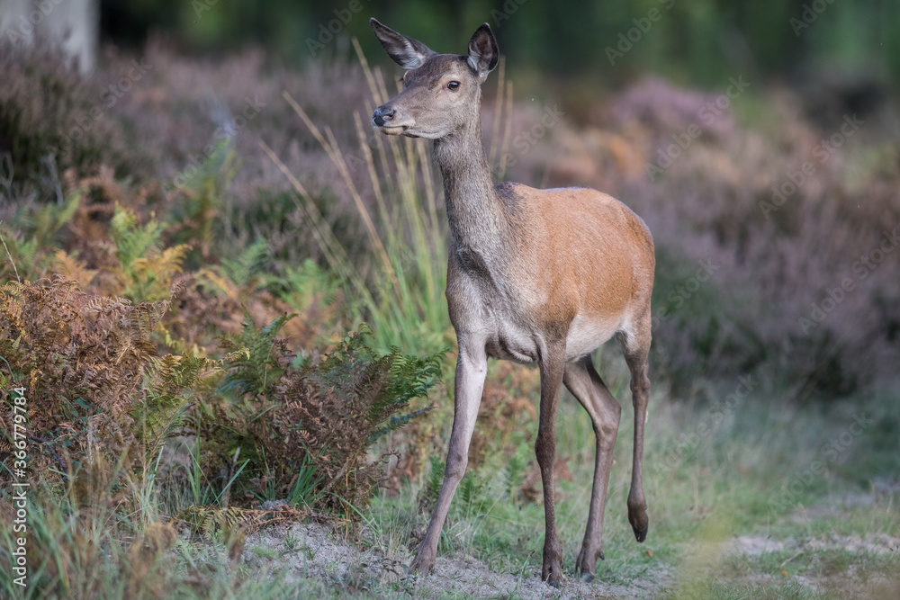 Biche en foret de Fontainebleau Biche en foret de Fontainebleau
