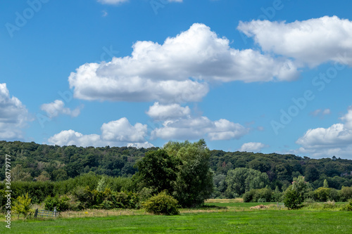 Obraz na płótnie forest landscape with blue sky and clouds w salonie