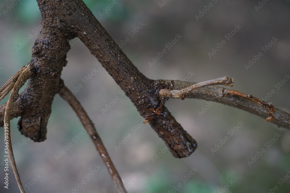 lizard on a branch