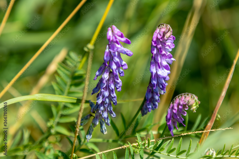blue flowers in the grass