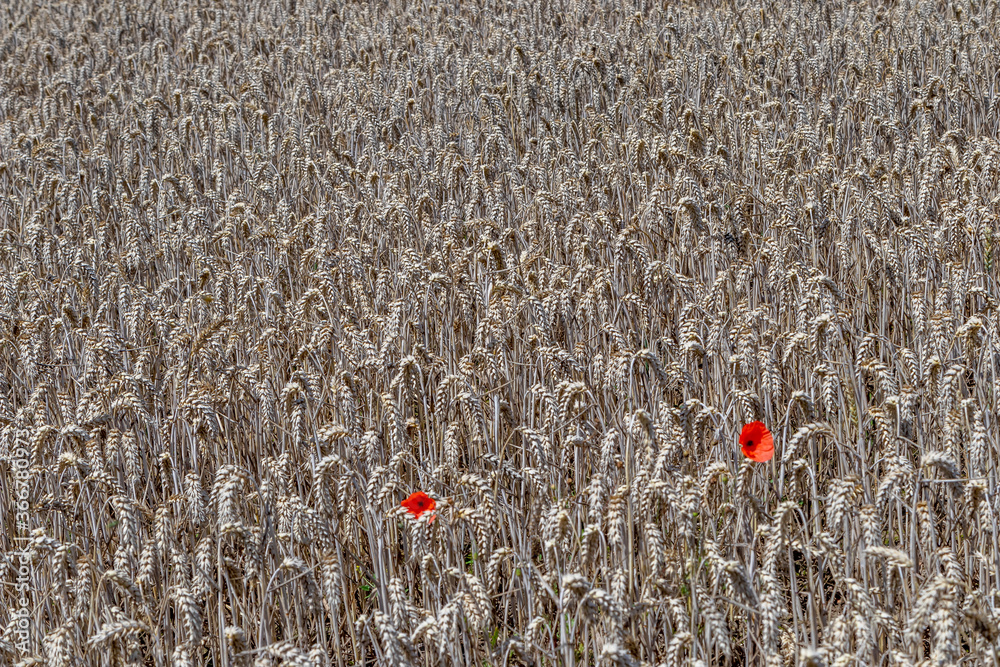 poppy flowers in the field