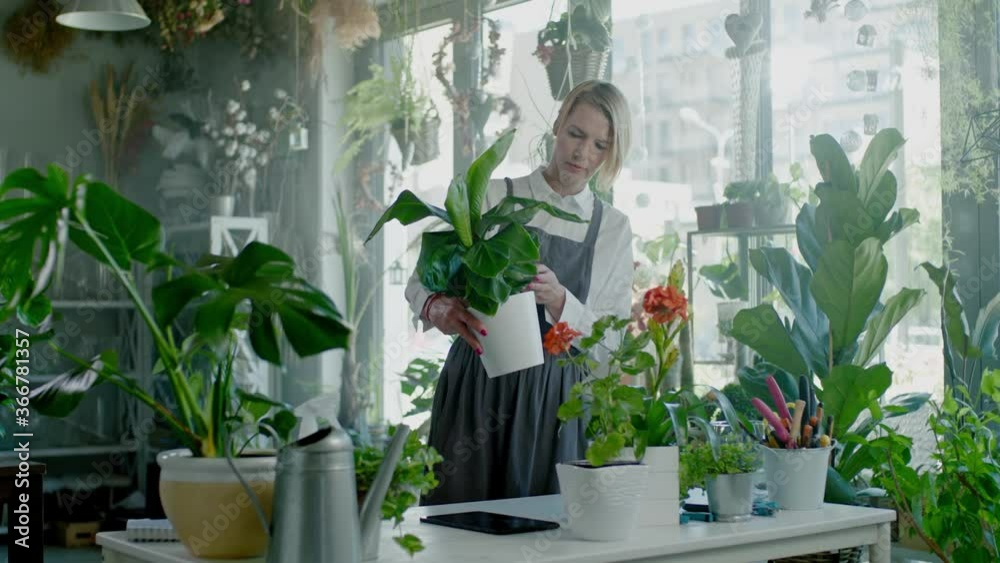 Concentrated Florist Checks the Leaves of Plants Before Selling. Concentrated Florist Checks the Leaves of Plants Before Selling.