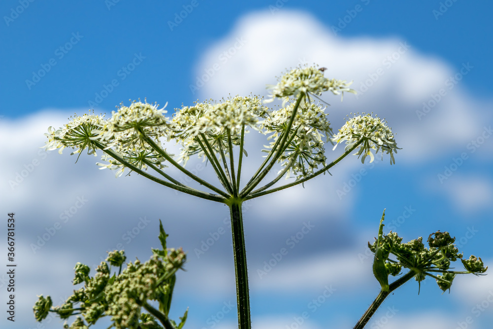 white flower and blue sky