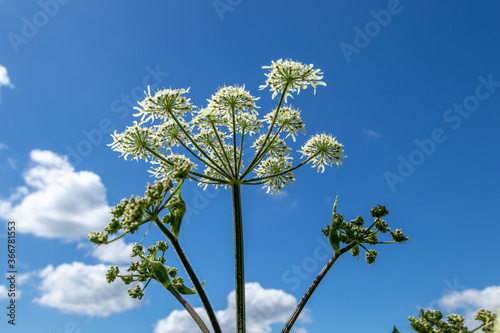 blue sky and white flowers