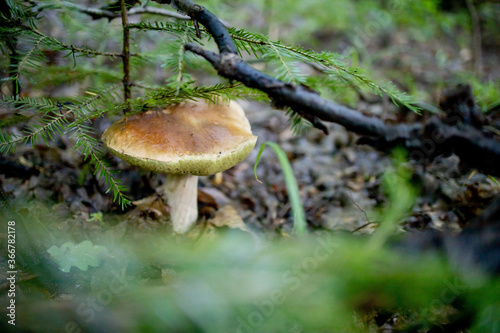 White mushrooms in the woods, on a background of leaves, bright sunlight. Boletus. Mushroom