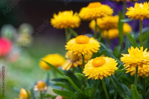 Gold everlasting flower in summer garden