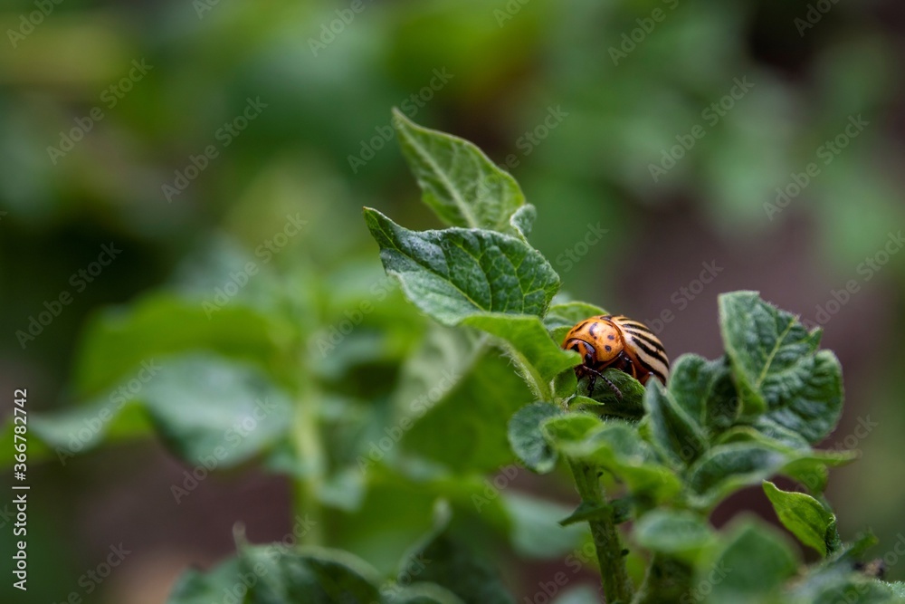 Fototapeta premium A macro portrait of a colorado bug, also called leptinotarsa decemlineata in between the leaves of a potato plant. The insect is a beetle and mostly feeds on the plants of the nightshade family.