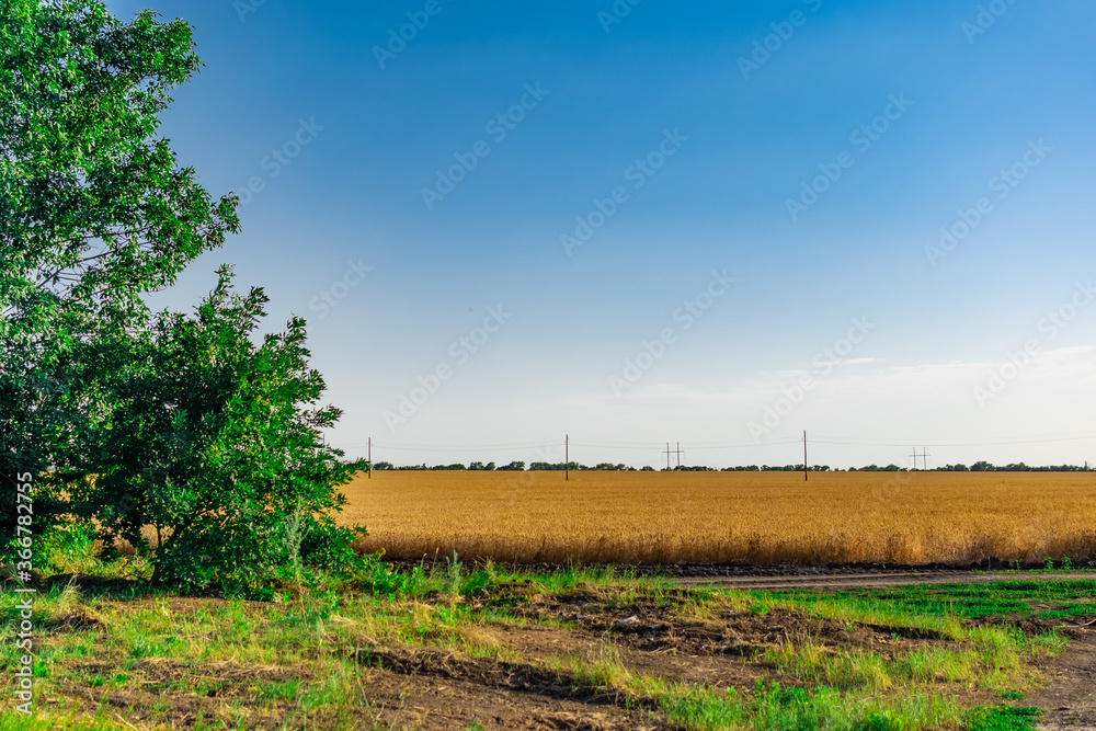 Large areas of fields with wheat and barley. Russia, Rostov region, roadways near a grown crop of Golden ears and green vegetation