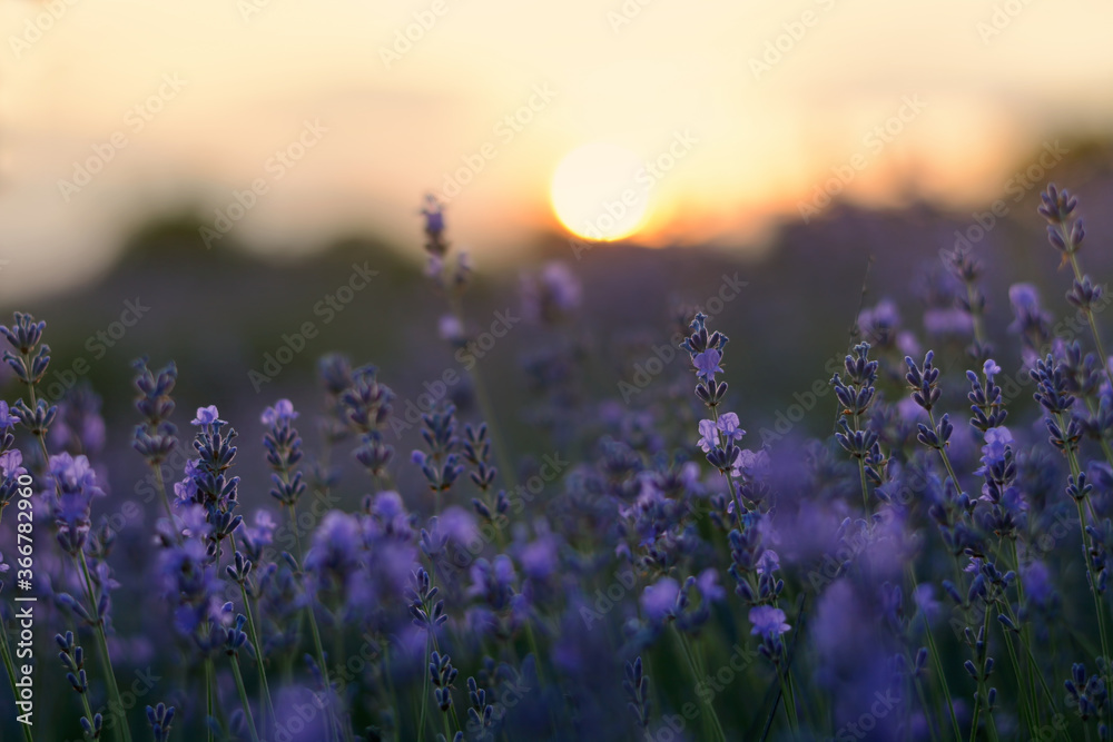 Naklejka premium Lavender flowers field at sunset closeup. Lavender violet background