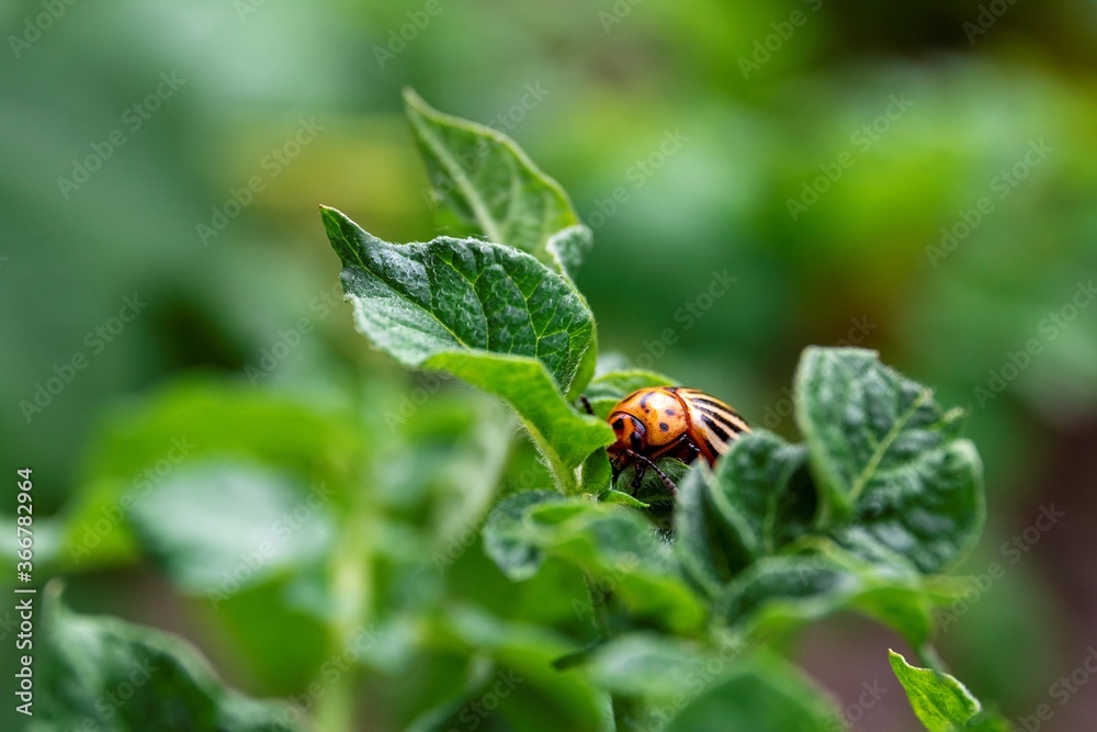 A portrait of a leptinotarsa decemlineata, also called a colorado bug in between the leaves of a potato plant which it was eating. The insect is a beetle and mostly feeds on the nightshade family. A portrait of a leptinotarsa decemlineata, also called a colorado bug in between the leaves of a potato plant which it was eating. The insect is a beetle and mostly feeds on the nightshade family.