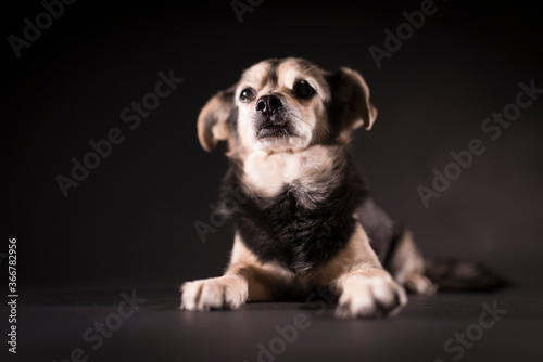 portrait of a small dog © Igor