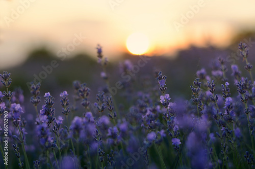 Lavender flowers field at sunset closeup. Lavender violet background