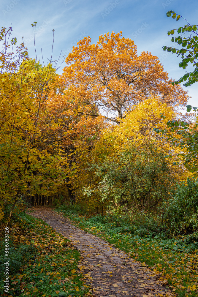 Autumn view of walking trail in The Bitsa Park (Bitsevski Park), colorful trees and path, Central Chertanovo, Moscow, Russia