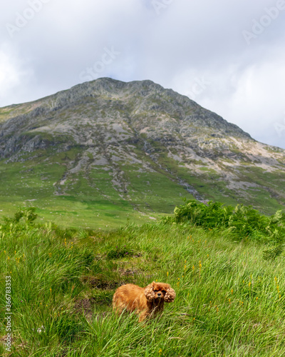 dog in the fields with a mountain