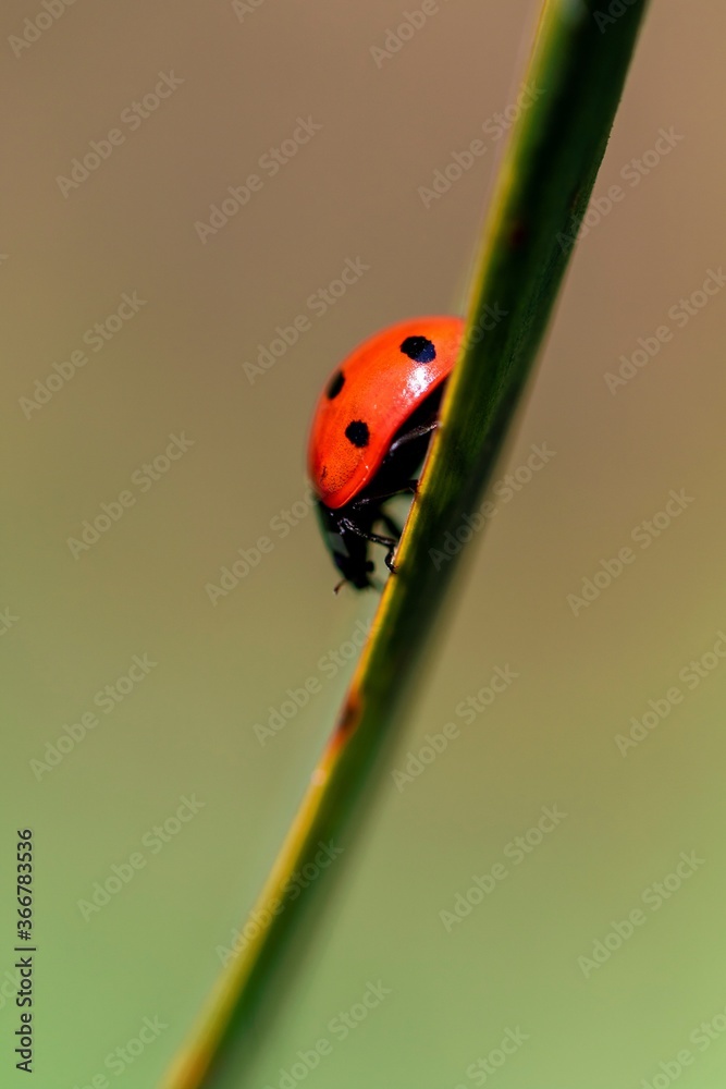 A macro portrait of a ladybug or ladybird walking down a blade of grass with a blurred out background. The useful insect is probably looking for prey to feed on. Other small insects are its food. A macro portrait of a ladybug or ladybird walking down a blade of grass with a blurred out background. The useful insect is probably looking for prey to feed on. Other small insects are its food.