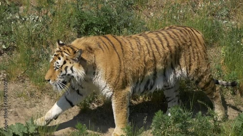 Big Tiger walking next to riverside looking for something to Eat and dripping of water after Swim
