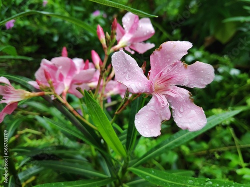 pink orchid flower