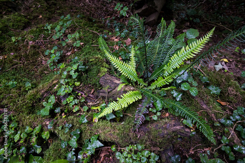 Small fern growing on a damp forest floor in the UK.