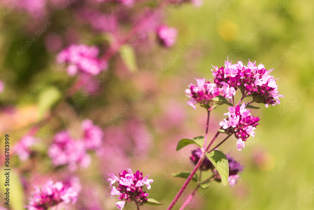 Origanum close up is a genus of herbaceous perennials and subshrubs in the family Lamiaceae on a blurry background Origanum close up is a genus of herbaceous perennials and subshrubs in the family Lamiaceae on a blurry background