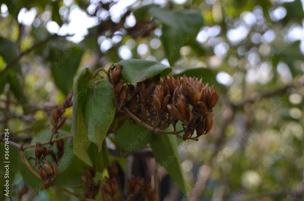 close up of pine cones