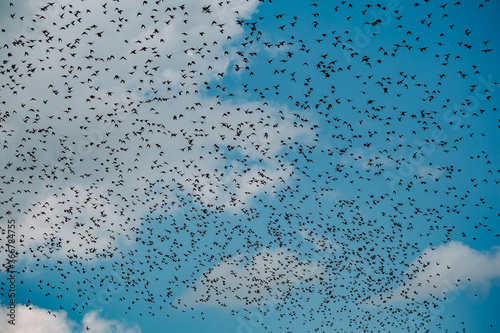 Flying flock of birds on cloudy blue sky background