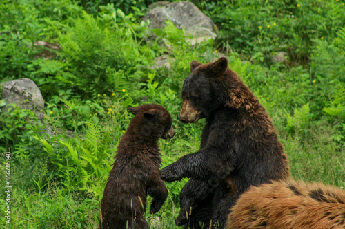 Cinnamon Coloured Black Bear, Cub and Mother Playfighting