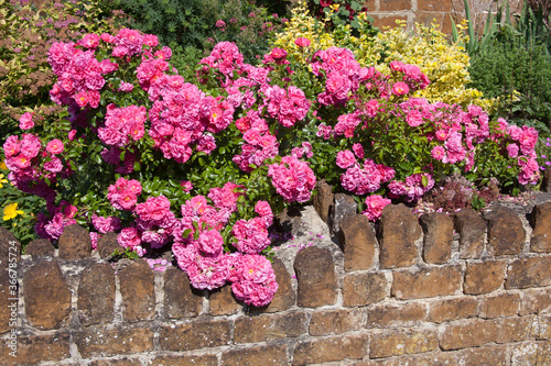 Provence roses growing over an old stone garden wall, also known as French Rose