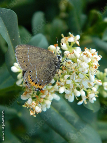 butterfly on flower