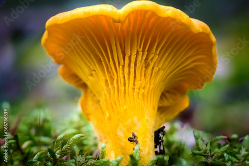 The Golden chanterelle (Cantharellus cibarius) - best edible mushroom. It is used also in mixed mushroom dishes, fried or steamed.