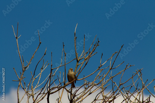 Ein Vogel sitzt auf verdorrten Ästen vor blauen Himmel