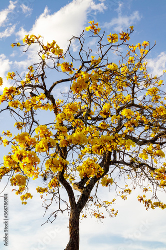 autumn tree with yellow flowers photo