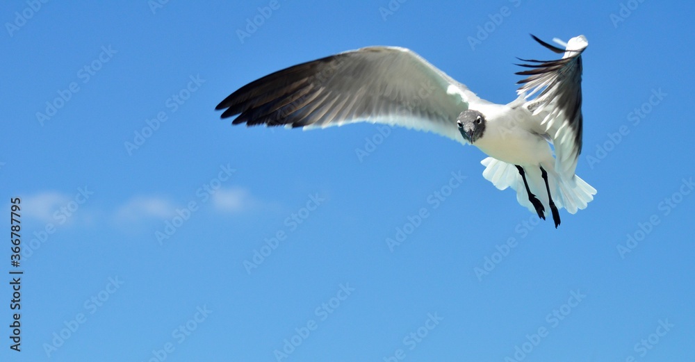 gaviota volando, detalle de gaviota volando, cielo azul, laridae gaviota volando, detalle de gaviota volando, cielo azul, laridae