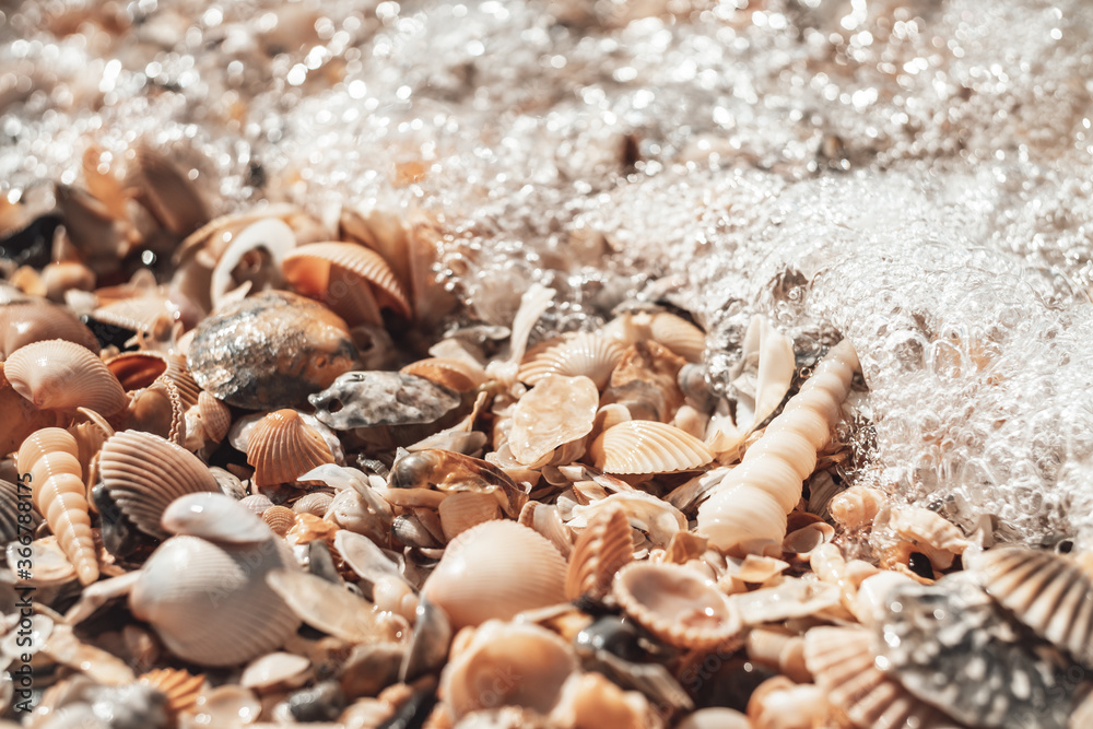 beautiful shell beach. texture pattern
beautiful shell beach. texture pattern