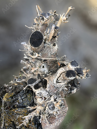 tree log in the forest