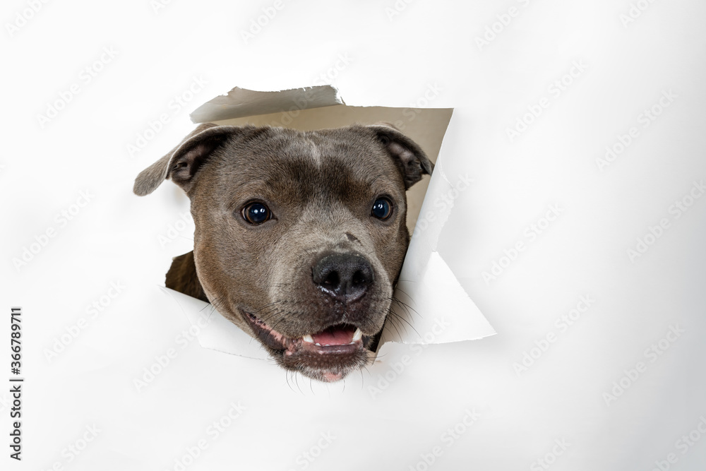 dog staffordshire terrier close up. The head of funny peeps out through a hole on a white torn paper background look up. Isolated and copy space.