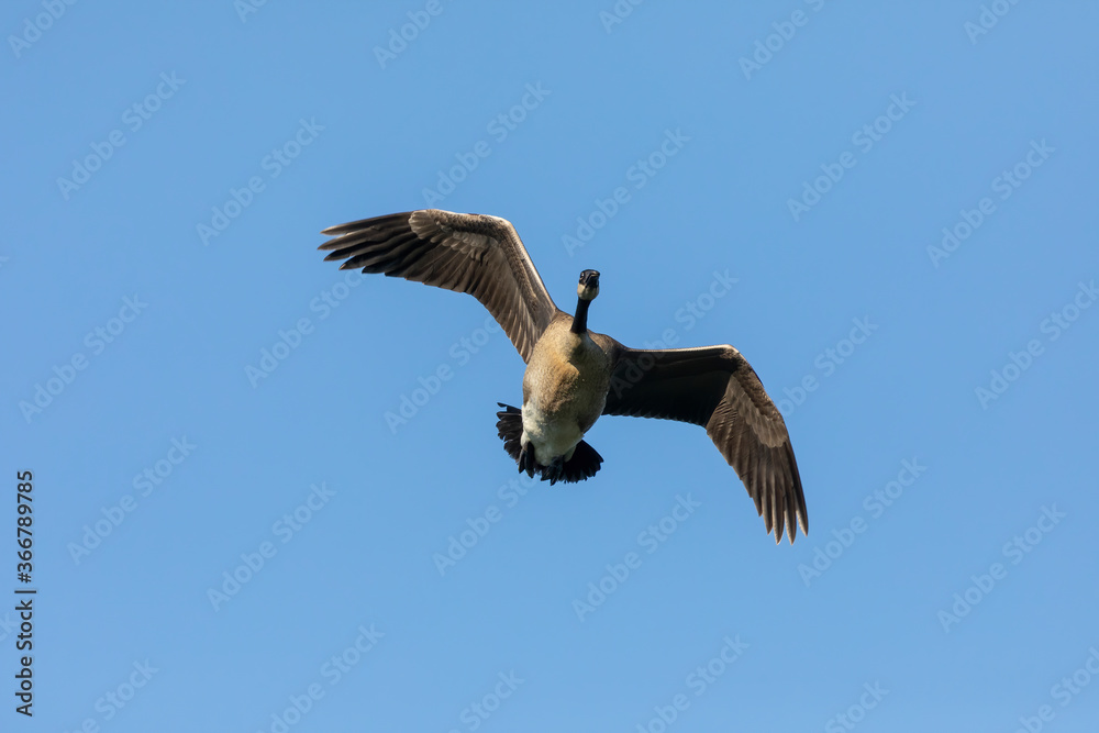 Canada goose in flight.Natural scene from Wisconsin. Canada goose in flight.Natural scene from Wisconsin.