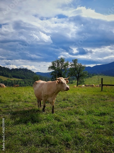 A cow is walking in a mountain pasture © mari00sh