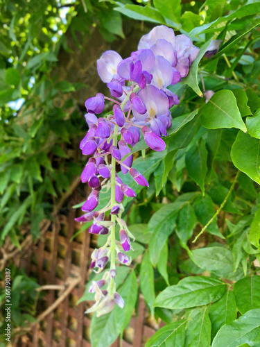 purple wisteria flowers in the garden